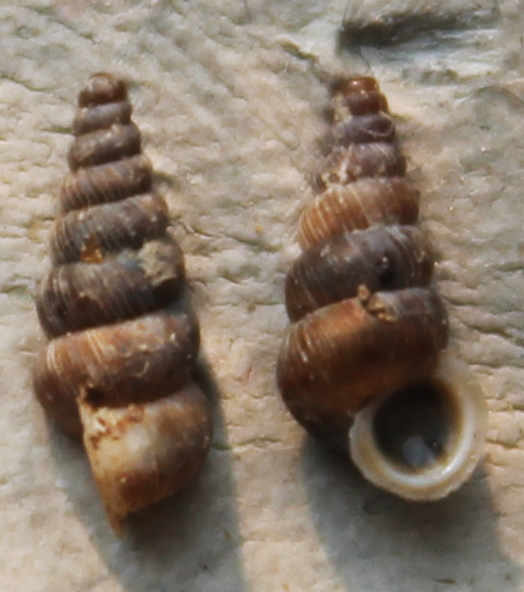 Cochlostoma da identificare
